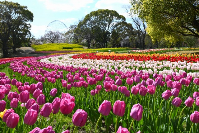 tulip_260408_04