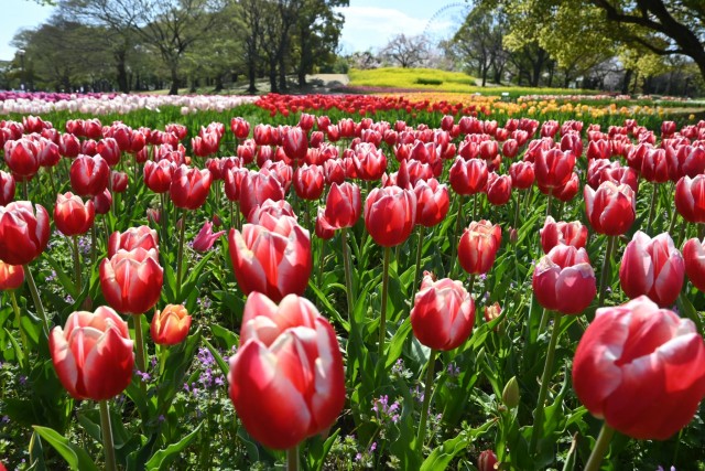 tulip_260408_05