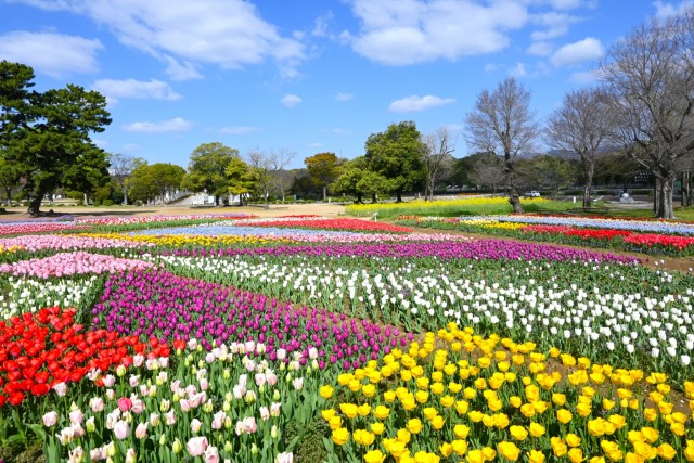 tulip_260408_06
