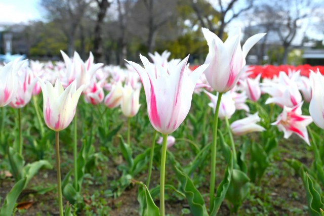 tulip_260408_07