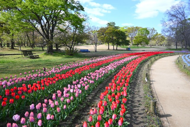 tulip_260408_08