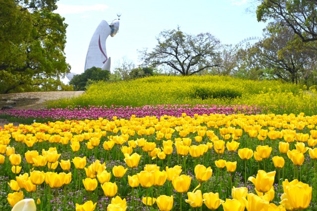 tulip_260414_01