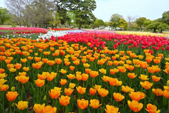tulip_260414_02