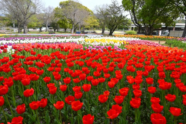 tulip_260414_03