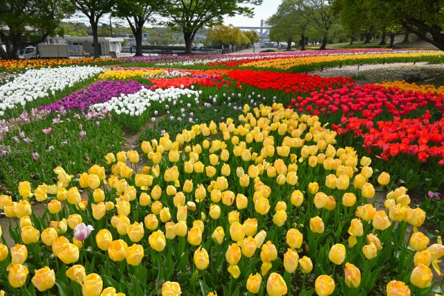 tulip_260414_04