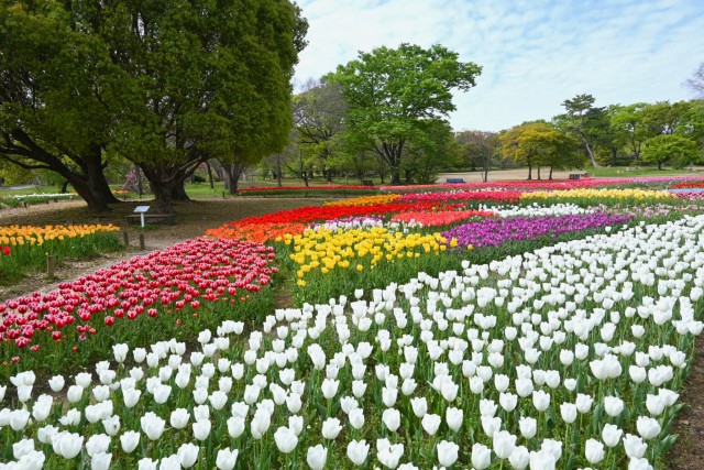tulip_260414_05