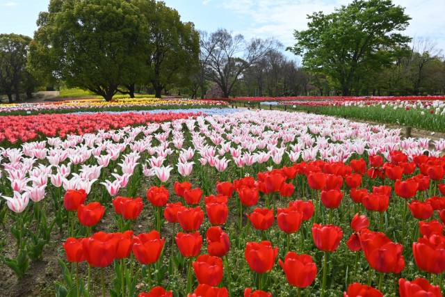 tulip_260414_06