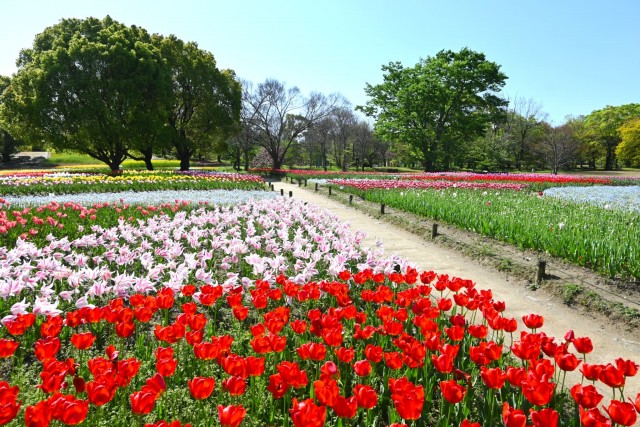 tulip_260416_01