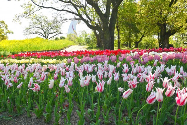 tulip_260416_02