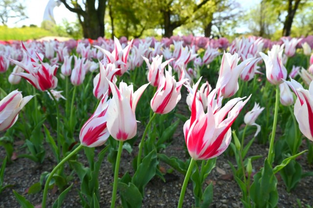 tulip_260416_03