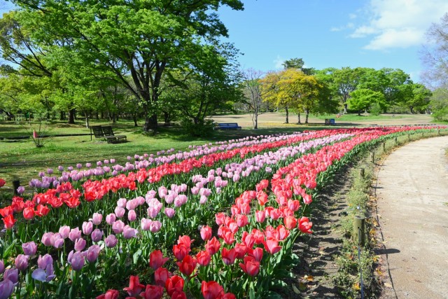 tulip_260416_04