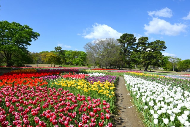 tulip_260416_05