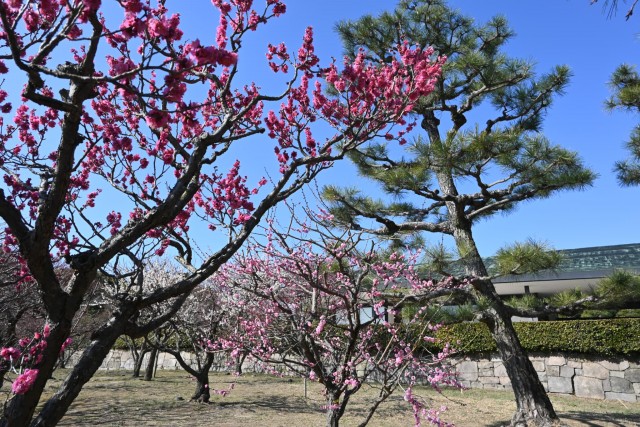 ume _nihonteien_260218