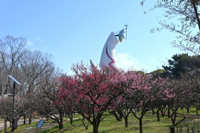 ume _shizenbunkaen_260218_01