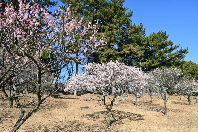 ume _shizenbunkaen_260218_02