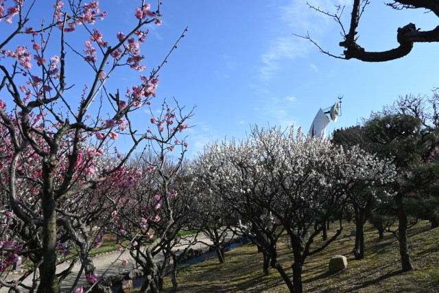 ume _shizenbunkaen_260218_04