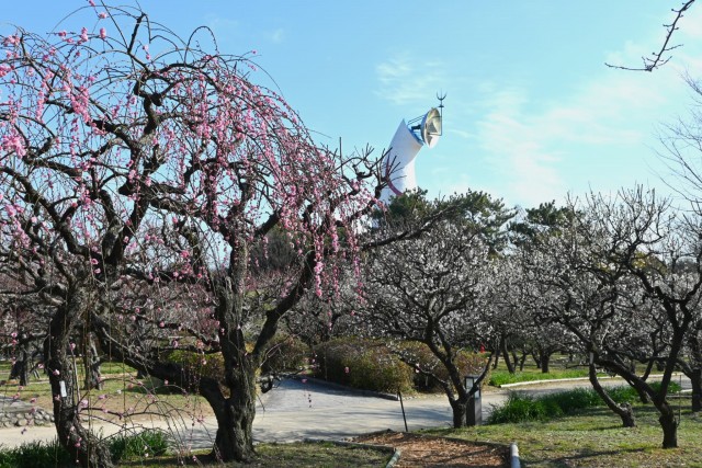 ume _shizenbunkaen_260218_05