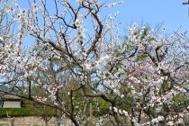 ume_250326_03