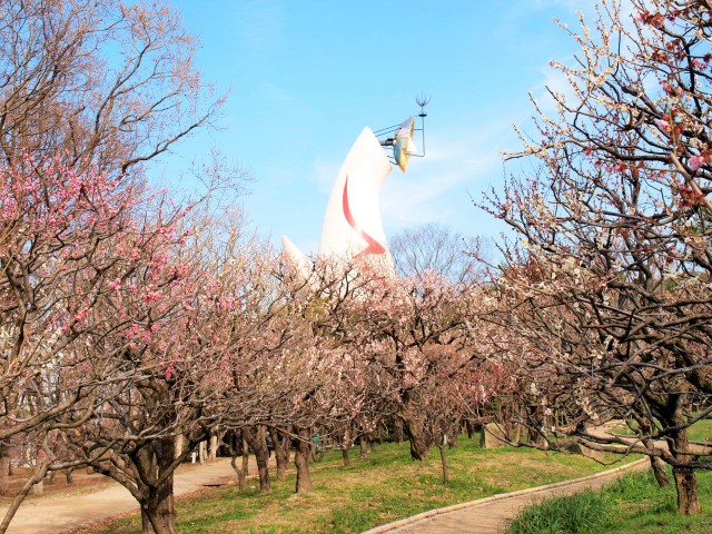 ウメ 21年 更新終了しました 万博記念公園 ウメ 21年 更新終了しました 万博記念公園