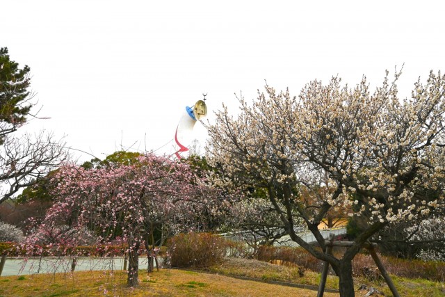 ume_bairin_260224_01