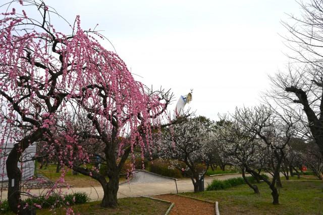 ume_bairin_260224_02