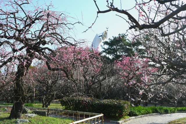 ume_bairin_260305_01