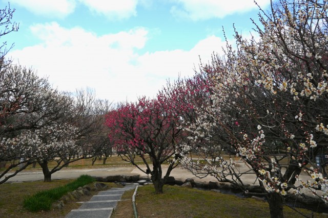 ume_bairin_360128_01