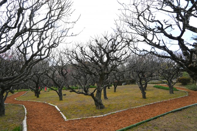 ume_bairin_360128_02