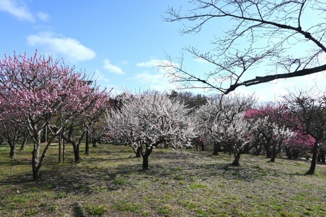 ume_bairin_nihonteien_260305_01