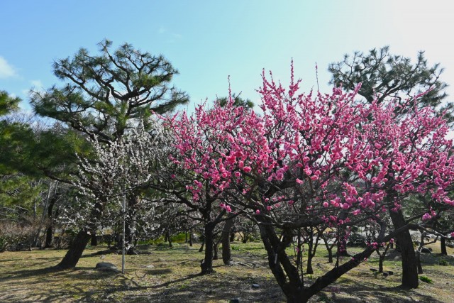 ume_bairin_nihonteien_260305_02
