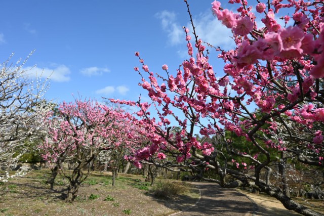 ume_bairin_nihonteien_260305_03