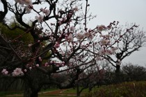 ume_bungo_240222