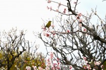 ume_bungo_240229