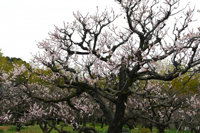 ume_bungo_240306