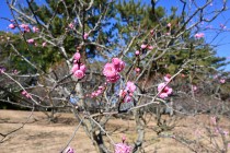 ume_chaboeno_240125_01