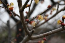 ume_chasen_240222