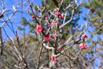 ume_chikushiko_240125_01