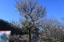 ume_eizampaku_240125_01