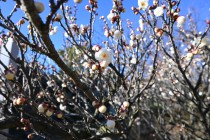 ume_eizampaku_240125_02
