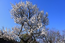 ume_eizampaku_240209_01