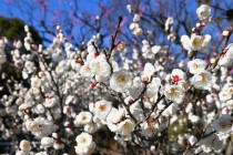 ume_eizampaku_240209_02