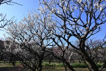 ume_eizampaku_240214_01