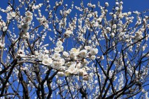 ume_eizampaku_240214_02
