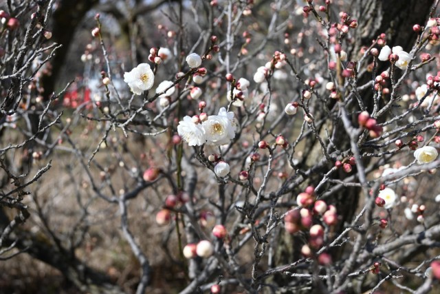 ume_eizampaku_260121_01