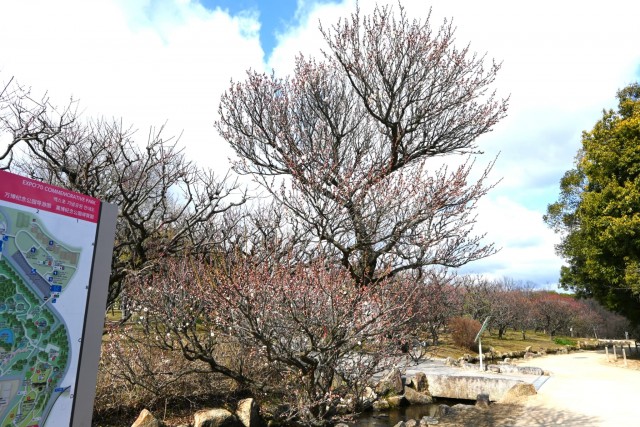 ume_eizampaku_260121_02