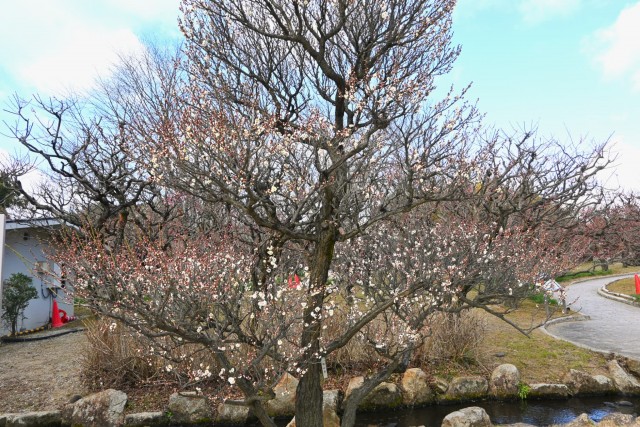 ume_eizampaku_260128_01