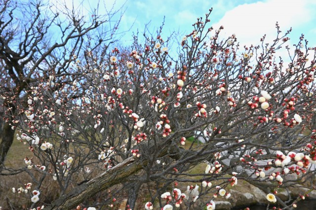 ume_eizampaku_260128_02