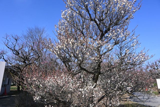 ume_eizampaku_260204_01