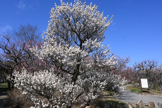 ume_eizanpaku_260218_01