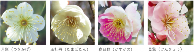 ume_flower_umematsuri